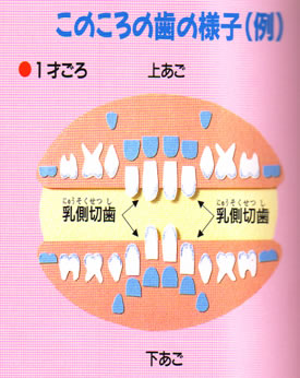 歯 の 本数